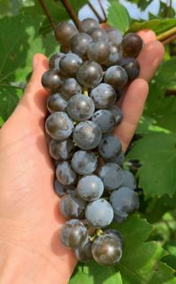 Barbatelle da vino nero NOIR-VILLARD resistenti senza trattamenti