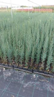 Cipresso Toscano - Pianta di 1 anno